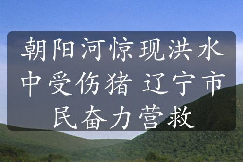 朝陽河驚現(xiàn)洪水中受傷豬 遼寧市民奮力營(yíng)救