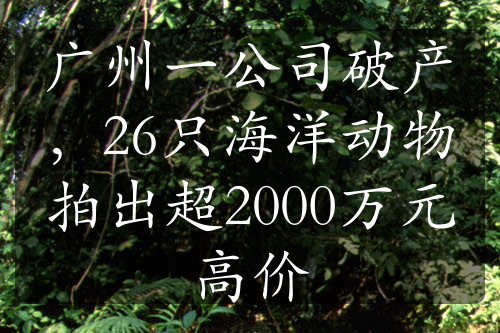 廣州一公司破產(chǎn)，26只海洋動物拍出超2000萬元高價